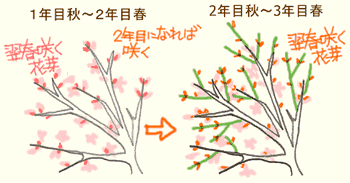桜などの剪定